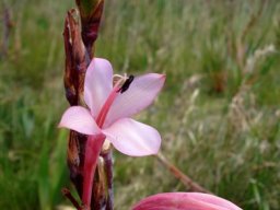 Watsonia fourcadei fruit 